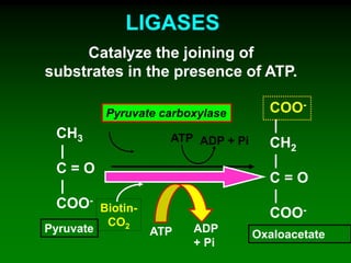CH3
|
C = O
|
COO-
COO-
|
CH2
|
C = O
|
COO-Biotin-
CO2
ATP ADP + Pi
Oxaloacetate
Pyruvate
Pyruvate carboxylase
ATP ADP
+ Pi
LIGASES
Catalyze the joining of
substrates in the presence of ATP.
 