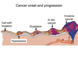 Cancer onset and progression
 