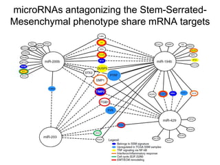 microRNAs antagonizing the Stem-Serrated-
Mesenchymal phenotype share mRNA targets
 