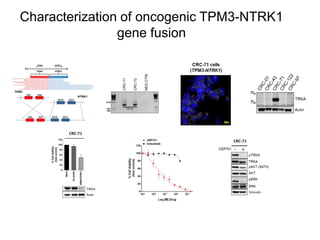 Characterization of oncogenic TPM3-NTRK1
gene fusion
 