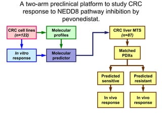Matched
PDXs
CRC cell lines
(n=122)
In vitro
response
CRC liver MTS
(n=87)
Molecular
profiles
A two-arm preclinical platform to study CRC
response to NEDD8 pathway inhibition by
pevonedistat.
Molecular
predictor
Predicted
sensitive
Predicted
resistant
In vivo
response
In vivo
response
 