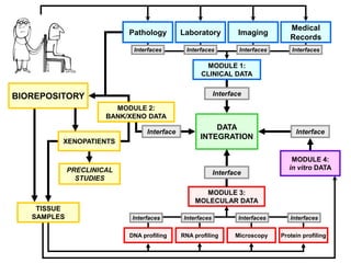 Pathology
XENOPATIENTS
PRECLINICAL
STUDIES
DATA
INTEGRATION
MODULE 3:
MOLECULAR DATA
MODULE 1:
CLINICAL DATA
Laboratory Imaging
Medical
Records
Interface
Interfaces Interfaces Interfaces Interfaces
BIOREPOSITORY
DNA profiling
Interfaces
RNA profiling
Interfaces
Microscopy
Interfaces
Protein profiling
Interfaces
Interface
MODULE 2:
BANK/XENO DATA
Interface
MODULE 4:
in vitro DATA
Interface
TISSUE
SAMPLES
 