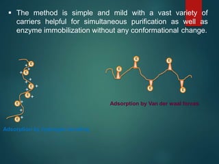  The method is simple and mild with a vast variety of
carriers helpful for simultaneous purification as well as
enzyme immobilization without any conformational change.
E
E
E
E
E
E
E E
E
+
+
+
E
++
+
+
+
+
+
+
Adsorption by Van der waal forces
Adsorption by hydrogen bonding
E
 