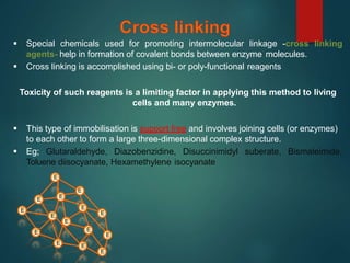  Special chemicals used for promoting intermolecular linkage -cross linking
agents- help in formation of covalent bonds between enzyme molecules.
 Cross linking is accomplished using bi- or poly-functional reagents
Toxicity of such reagents is a limiting factor in applying this method to living
cells and many enzymes.
 This type of immobilisation is support free and involves joining cells (or enzymes)
to each other to form a large three-dimensional complex structure.
 Eg; Glutaraldehyde, Diazobenzidine, Disuccinimidyl suberate, Bismaleimide,
Toluene diisocyanate, Hexamethylene isocyanate
E
E
E
E
E
E
E
E
E
E
E
E
E
E
E
 