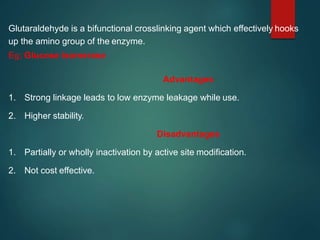 Glutaraldehyde is a bifunctional crosslinking agent which effectively hooks
up the amino group of the enzyme.
Eg; Glucose isomerase
Advantages
1. Strong linkage leads to low enzyme leakage while use.
2. Higher stability.
Disadvantages
1. Partially or wholly inactivation by active site modification.
2. Not cost effective.
 