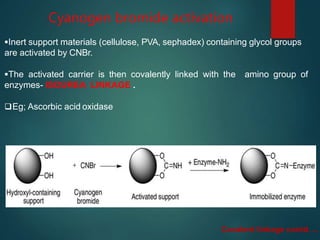 Cyanogen bromide activation
Inert support materials (cellulose, PVA, sephadex) containing glycol groups
are activated by CNBr.
The activated carrier is then covalently linked with the amino group of
enzymes- ISOUREA LINKAGE .
Eg; Ascorbic acid oxidase
Covalent linkage contd….
 