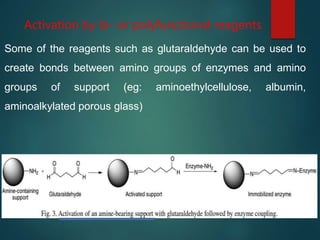 Activation by bi- or polyfunctional reagents
Some of the reagents such as glutaraldehyde can be used to
create bonds between amino groups of enzymes and amino
groups of support (eg: aminoethylcellulose, albumin,
aminoalkylated porous glass)
 