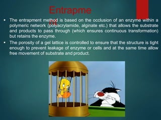 Entrapme
nt
 The entrapment method is based on the occlusion of an enzyme within a
polymeric network (polyacrylamide, alginate etc.) that allows the substrate
and products to pass through (which ensures continuous transformation)
but retains the enzyme.
 The porosity of a gel lattice is controlled to ensure that the structure is tight
enough to prevent leakage of enzyme or cells and at the same time allow
free movement of substrate and product.
 
