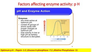 Factors affecting enzyme activity: p H
Optimum p H : Pepsin -1-2 ,Glucose 6-phosphtase -7.2 ,Alkaline Phosphatase- 11
 