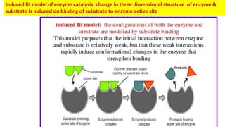 Induced fit model of enzyme catalysis: change in three dimensional structure of enzyme &
substrate is induced on binding o...