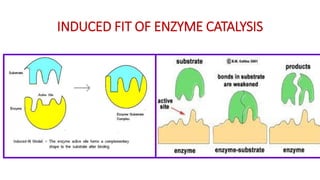 Enzymalogy Factors affecting enzyme activity and kinetics