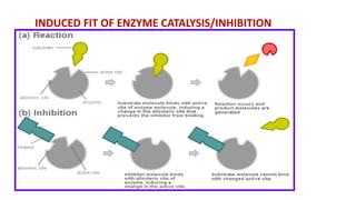 Enzymalogy Factors affecting enzyme activity and kinetics