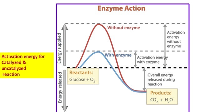Zašto laže kolega kic, i za koga? Enzymalogy-factors-affecting-enzyme-activity-and-kinetics-15-638