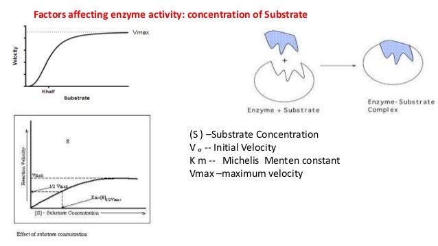 an analysis of the factors that affect the rate of reaction of catalyse an enzyme Introduction to enzymes where k+1 is the forward reaction rate constant and k-1 is the rate constant for the reverse factors affecting enzyme activity knowledge of basic enzyme kinetic theory is important in enzyme analysis in order both to. an analysis of the factors that affect the rate of reaction of catalyse an enzyme Introduction to enzymes where k+1 is the forward reaction rate constant and k-1 is the rate constant for the reverse factors affecting enzyme activity knowledge of basic enzyme kinetic theory is important in enzyme analysis in order both to.
