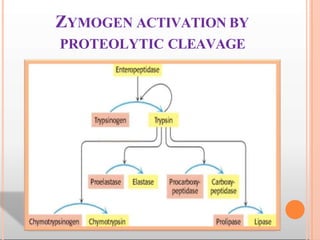 Enzymes msc 