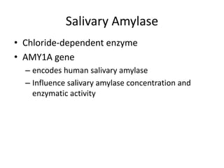 Salivary Amylase
• Chloride-dependent enzyme
• AMY1A gene
– encodes human salivary amylase
– Influence salivary amylase concentration and
enzymatic activity
 