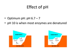 Effect of pH
• Optimum pH: pH 6.7 – 7
• pH 10 is when most enzymes are denatured
 