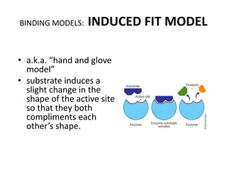 • a.k.a. “hand and glove
model”
• substrate induces a
slight change in the
shape of the active site
so that they both
compliments each
other’s shape.
BINDING MODELS: INDUCED FIT MODEL
 