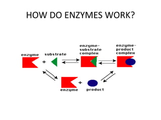 HOW DO ENZYMES WORK?
 
