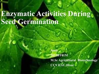 Enzymatic Activities During
Seed Germination
Amit
2022BT01M
M.Sc Agricultural Biotechnology
CCS HAU,Hisar
 