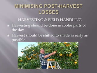 HARVESTING & FIELD HANDLING
 Harvesting should be done in cooler parts of
the day
 Harvest should be shifted to shade as early as
possible
 