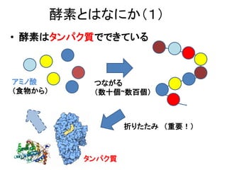 酵素とはなにか（１）
• 酵素はタンパク質でできている
アミノ酸
（食物から）
つながる
（数十個~数百個）
折りたたみ （重要！）
タンパク質
 