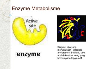 Enzyme Metabolisme
Diagram pita yang
menunjukkan karbonat
anhidrase II. Bola abu-abu
adalah kofaktor seng yang
berada pada tapak aktif
 