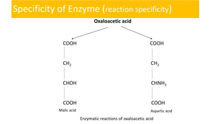 Specificity of Enzyme (reaction specificity)
Oxaloacetic acid
COOH COOH
CH2 CH2
CHOH CHNH2
COOH COOH
Malic acid Aspartic acid
Enzymatic reactions of oxaloacetic acid
 