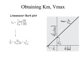 Obtaining Km, Vmax
Lineweaver-Burk plot
 