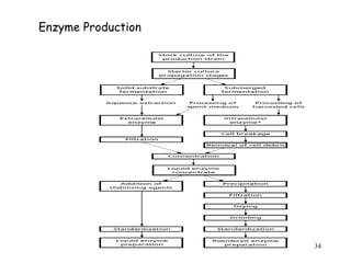 34
Enzyme Production
 