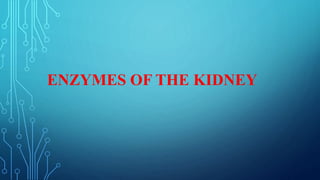 ENZYMES OF THE KIDNEY
 