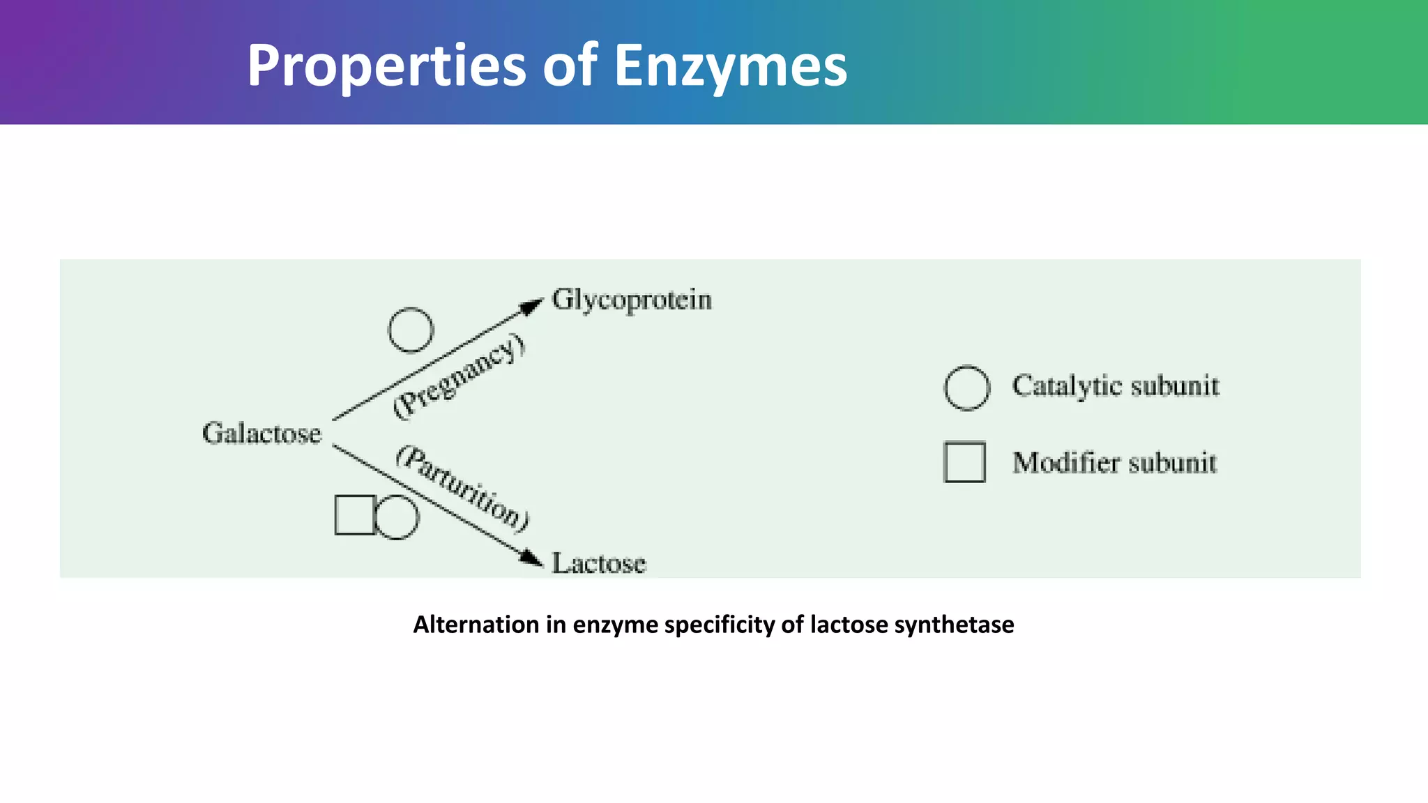 Properties of Enzymes
Alternation in enzyme specificity of lactose synthetase
 
