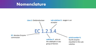 Enzyme | PDF