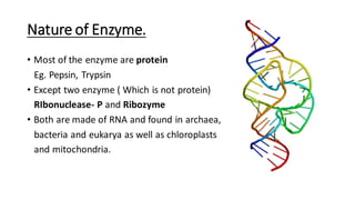 Nature of Enzyme.
• Most of the enzyme are protein
Eg. Pepsin, Trypsin
• Except two enzyme ( Which is not protein)
RIbonuclease- P and Ribozyme
• Both are made of RNA and found in archaea,
bacteria and eukarya as well as chloroplasts
and mitochondria.
 