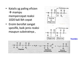 • Katalis yg paling efisien
 mampu
mempercepat reaksi
1020 kali lbh cepat
• Enzim bersifat sangat
spesifik, baik jenis reaksi
maupun substratnya ,
Tripsin
Trombin
 