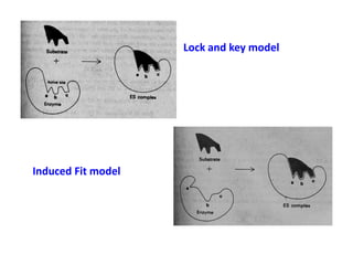 Lock and key model
Induced Fit model
 