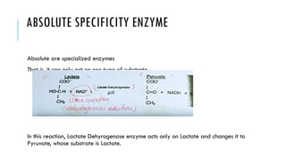 ABSOLUTE SPECIFICITY ENZYME
Absolute are specialized enzymes
That is, it can only act on one type of substrate
In this reaction, Lactate Dehyrogenase enzyme acts only on Lactate and changes it to
Pyruvate, whose substrate is Lactate.
 