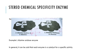 STEREO CHEMICAL SPECIFICITY ENZYME
This type of enzyme acts only on the steric optical isomer.
Example L Alanine oxidase enzyme
In general, it can be said that each enzyme is a catalyst for a specific activity
 