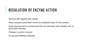 REGULATION OF ENZYME ACTION
Enzymes self-regulate their actions
Many enzymes control their activity by feedback loops of their product.
Some enzymes exist as proenzymes that are activated when needed, such as
pancreatic enzymes.
Changes in protein structure
by enzyme-inhibiting molecules
 