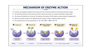 Enzyme-Properties, Mechanism of action.pptx