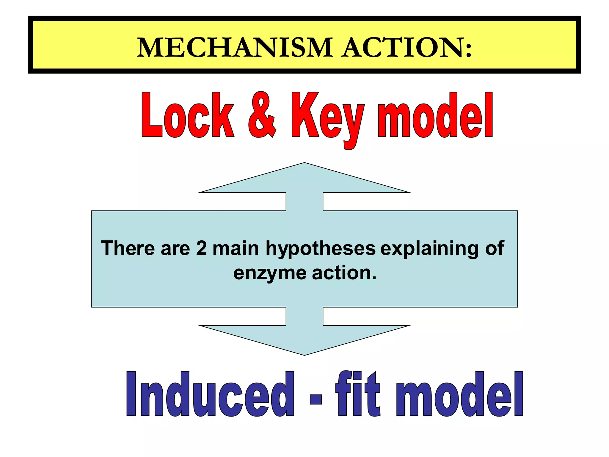 Enzyme And Metabolism | PPT