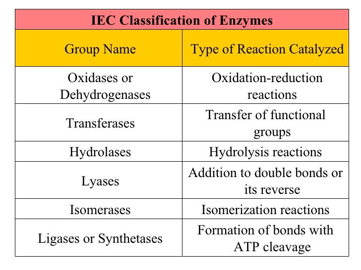 Enzyme And Metabolism