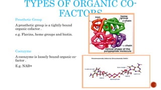 TYPES OF ORGANIC CO-
FACTORSProsthetic Group
A prosthetic group is a tightly bound
organic cofactor .
e.g. Flavins, heme groups and biotin.
Coenzyme
A coenzyme is loosely bound organic co-
factor .
E.g. NAD+
 