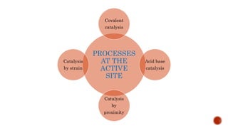 PROCESSES
AT THE
ACTIVE
SITE
Covalent
catalysis
Acid base
catalysis
Catalysis
by
proximity
Catalysis
by strain
 