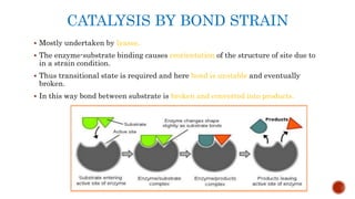 CATALYSIS BY BOND STRAIN
 Mostly undertaken by lyases.
 The enzyme-substrate binding causes reorientation of the structure of site due to
in a strain condition.
 Thus transitional state is required and here bond is unstable and eventually
broken.
 In this way bond between substrate is broken and converted into products.
 