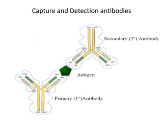 Capture and Detection antibodies
 