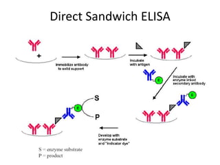 Direct Sandwich ELISA
 