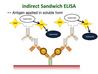 indirect Sandwich ELISA
** Antigen applied in soluble form
HRP
HRP HRP
HRP
Substrate
Substrate
Substrate
Substrate
 
