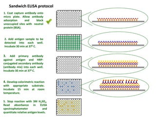 Sandwich ELISA protocol
1. Coat capture antibody onto
micro plate. Allow antibody
adsorption and block
unoccupied sites with neutral
protein (BSA).
2. Add antigen sample to be
detected into each well.
Incubate 30 min at 370 C.
4. Develop colorimetric reaction
with appropriate substrate.
Incubate 15 min at room
temperature.
5. Stop reaction with 3M H2SO4.
Read absorbance in ELISA
spectrophotometer and
quantitate relative antigen levels.
3. Add primary antibody
against antigen and HRP-
conjugated secondary antibody
(antibody mix) into each well.
Incubate 30 min at 370 C.
 