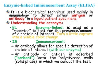 It is a biochemical technique used mainly in
immunology to detect either antigen or
antibody in a liquid patient specimens.
Understanding the acronym:
• EL Enzyme-linked: is used as a
“reporter” to test for the presence/amount
of a protein of interest. Turn a little capture
into a visible color change
• IS Immunosorbent:
– An antibody allows for specific detection of
protein of interest (with our enzyme)
– An antibody or antigen is adsorbed
(“sorbent”) onto the polystyrene wells
(solid phase) in which we conduct the test.
Enzyme-linked Immunosorbent Assay (ELISA)
 